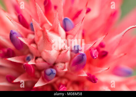 Aechmea fasciata (vase d'argent ou de l'Urne plante) est une espèce de plantes de la famille des Broméliacées, originaire du Brésil. Close up. Focus sélectif. Shal Banque D'Images