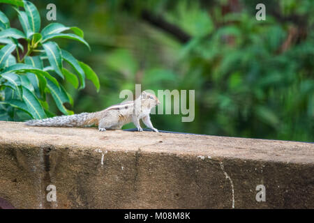 Squirell tournant autour de Banque D'Images