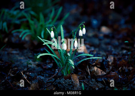 Les premières fleurs perce-neige. Belles fleurs perce-neige (Galanthus nivalis) Banque D'Images