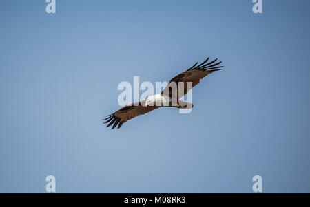 Un aigle de mer de voler à travers le ciel bleu à la proie Banque D'Images