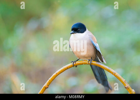 Azure-winged Magpie ou Cyanopica cyanus avec copie espace pour le texte Banque D'Images