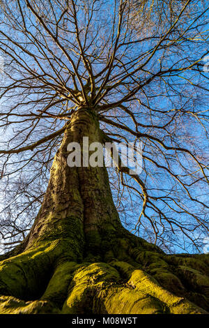 Vieil arbre Abington, Northampton pendant l'hiver Banque D'Images