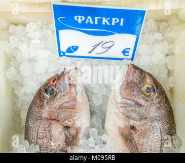 Poissonnier dans les rues de Rethimnon, brème de mer ΦΑΓΚΡΙ, le poisson sur la glace, Rethymno, Crète, Grèce, Europe, Europe, Rethymno, Crète, Grèce, GR, voyages, t Banque D'Images