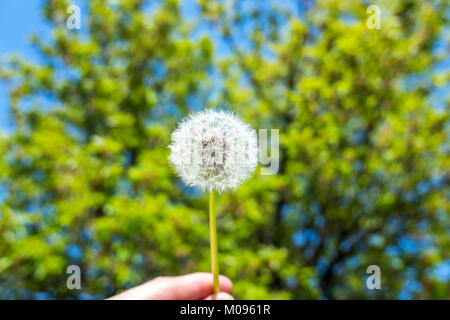 Libre de graines de pissenlit blowball ou détenues par des doigts en face de arbre vert et bleu ciel comme modèle Banque D'Images