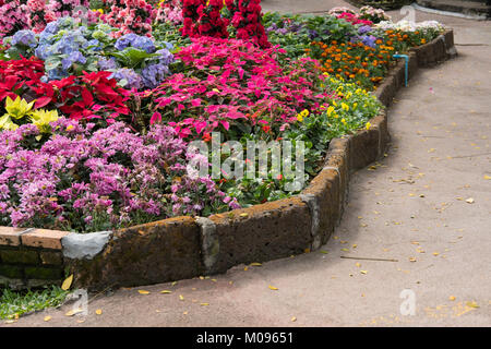 Crysanthemum pourpre, fleur de Noël dans le jardin. fleurs de la flore en parc. fresh blossom Banque D'Images