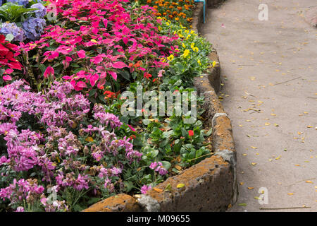 Crysanthemum pourpre, fleur de Noël dans le jardin. fleurs de la flore en parc. fresh blossom Banque D'Images