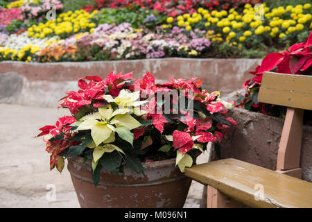 Fleur de Noël & banc bois. rouge fleurs de la flore en parc. fresh blossom Banque D'Images