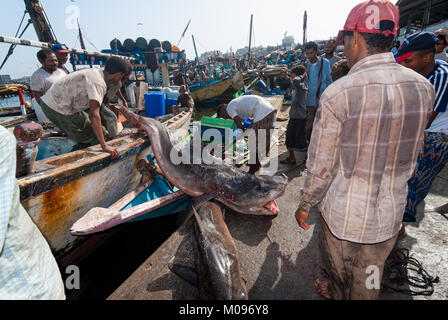 Un groupe de pêcheurs dans un bateau unship deux requins à vendre dans le célèbre marché aux poissons de la ville le 12 mai 2007 à Al Hudaydah, Yémen. Banque D'Images