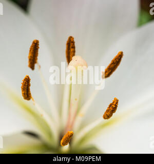 Un plan macro sur une fleur de lys oriental blanc. Banque D'Images