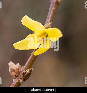Un plan macro sur un seul forsythia bush floraison. Banque D'Images