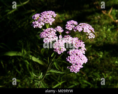 L'Achillea millefolium Achillea x 'Tagettea' en fleur dans un jardin potager (Suzanne's, Le Pas, Mayenne, Pays de la Loire, France). Banque D'Images