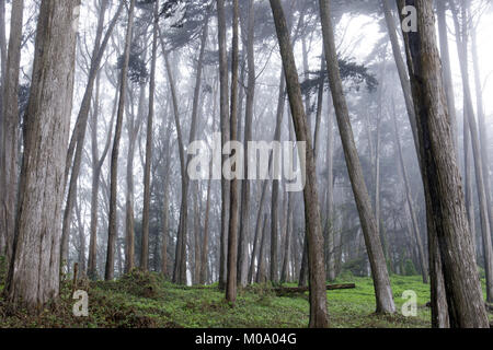 Cyprès de forêt dans le brouillard. Banque D'Images