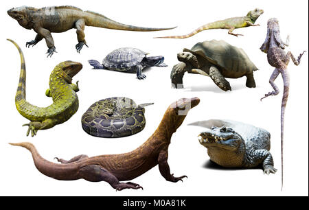 Ensemble de divers reptiles isolated on white Banque D'Images
