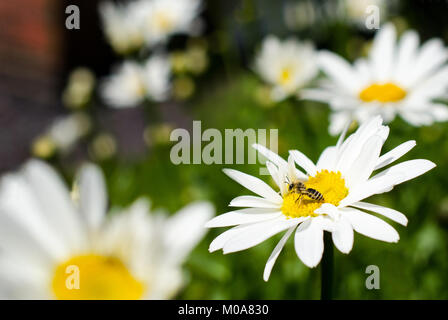 Abeille solitaire (Andrena flavipes) repose sur daisys dans un jardin de Beeston, Nottingham, Royaume-Uni Banque D'Images