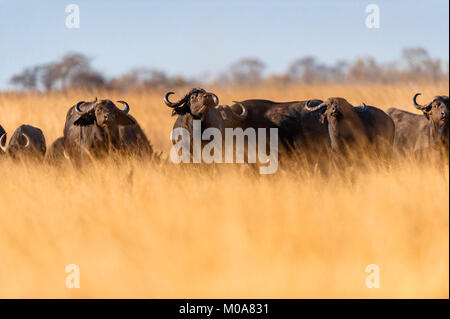 Un troupeau de bisons alarge vu dans le parc national de Hwange au Zimbabwe. Banque D'Images