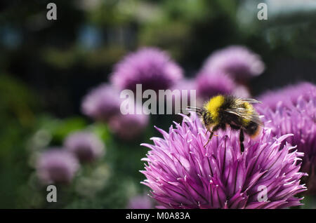 Début de bourdon (Bombus pratorum) se nourrissent de la ciboulette dans un jardin communautaire, Nottingham, Royaume-Uni Banque D'Images