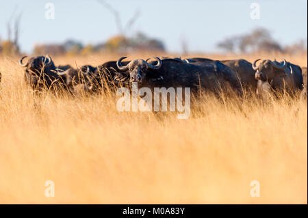 Un troupeau de bisons alarge vu dans le parc national de Hwange au Zimbabwe. Banque D'Images