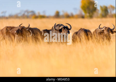 Un troupeau de bisons alarge vu dans le parc national de Hwange au Zimbabwe. Banque D'Images