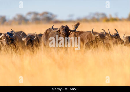 Un troupeau de bisons alarge vu dans le parc national de Hwange au Zimbabwe. Banque D'Images