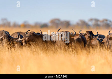 Un troupeau de bisons alarge vu dans le parc national de Hwange au Zimbabwe. Banque D'Images