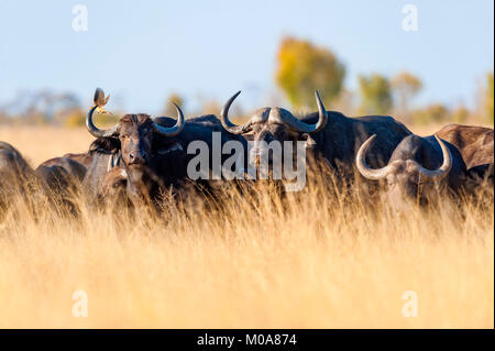 Un troupeau de bisons alarge vu dans le parc national de Hwange au Zimbabwe. Banque D'Images