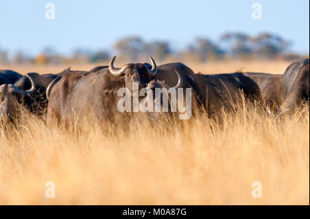 Un troupeau de bisons alarge vu dans le parc national de Hwange au Zimbabwe. Banque D'Images