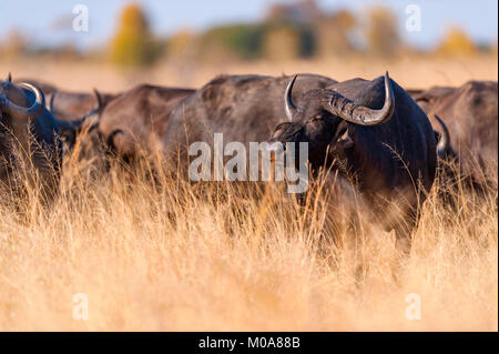 Un troupeau de bisons alarge vu dans le parc national de Hwange au Zimbabwe. Banque D'Images