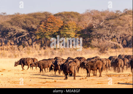 Un troupeau de bisons alarge vu dans le parc national de Hwange au Zimbabwe. Banque D'Images