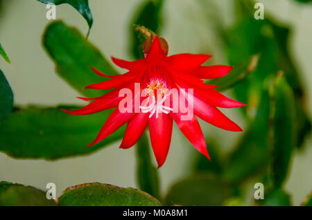 Red CACTUS DE NOËL Schlumbergera ou fleurs en pleine floraison, Sofia, Bulgarie Banque D'Images