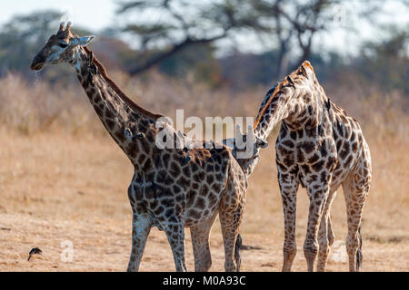 Giraffe Giraffa camelopardalis giraffa) vu dans le parc national de Hwange Zimbabwe. Banque D'Images