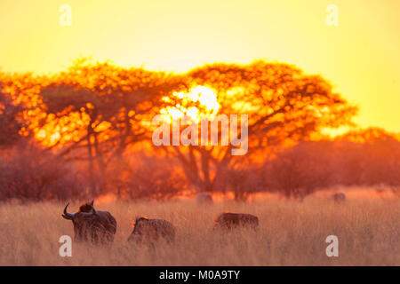 Un troupeau de gnous bleus vu au lever du soleil dans le parc national de Hwange au Zimbabwe. Banque D'Images