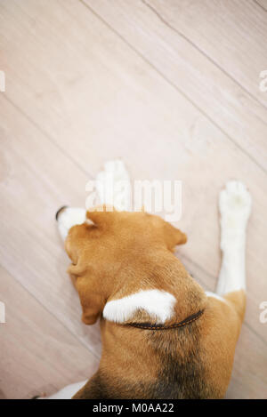 Chien mignon sur plancher en bois au-dessus (top view) Banque D'Images