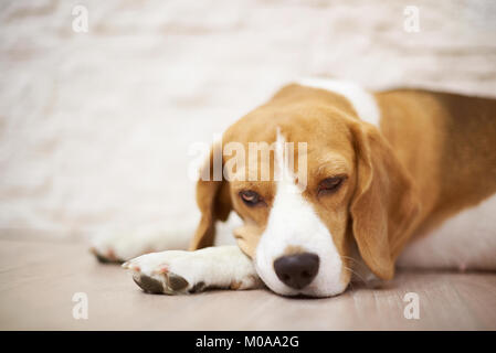 Chien beagle à dormir sur le plancher vue rapprochée Banque D'Images