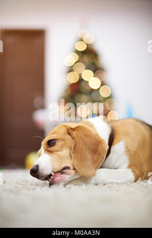 Chien Beagle portant sur la moquette de l'appartement arrière-plan flou Banque D'Images