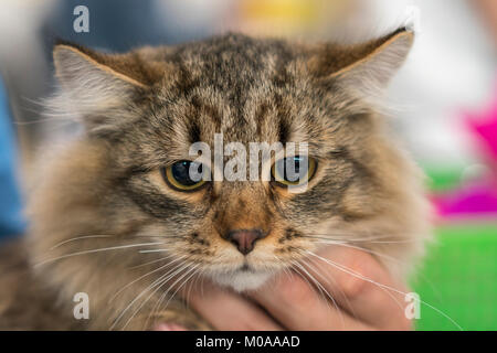 Chat sibérien tabby brun, brun aux cheveux longs Banque D'Images