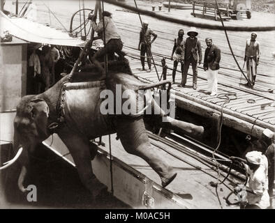 Chargement d'un éléphant sur un navire, la Birmanie, l'année 1880 Banque D'Images