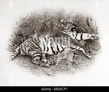 Chasse au tigre series par le Colonel Willoughby Wallace Hooper, 1837-1912, photographié des années 1870 Banque D'Images