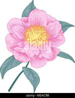 Camellia japonica rose pâle semi double forme fleur et feuilles hand drawn vector illustration Illustration de Vecteur