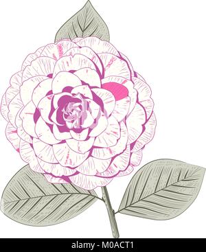 Camellia japonica rose pâle double forme officielle à la main fleur et feuilles vector illustration Illustration de Vecteur