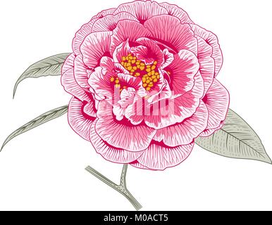 Camellia japonica rose multicolore forme double rose fleur et feuilles hand drawn vector illustration Illustration de Vecteur