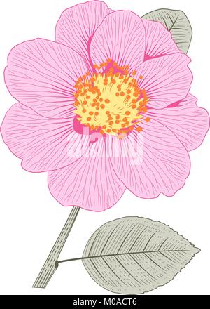 Camellia japonica rose fleur semi double forme avec des feuilles hand drawn vector illustration Illustration de Vecteur