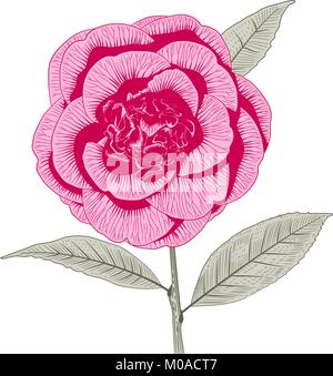 Camellia japonica rose vif sous forme de pivoine fleur et feuilles hand drawn vector illustration Illustration de Vecteur