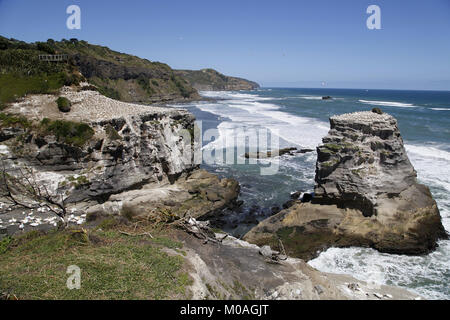 Gannet Australasian Muriwai, Colonie Morus serrator Banque D'Images