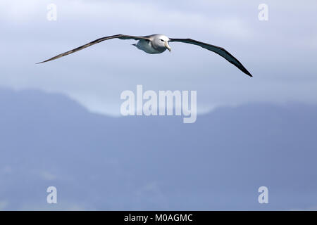 De l'albatros de Salvin, Thalassarche salvini, en vol à Kaikoura Banque D'Images