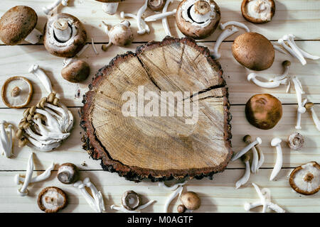 Différents types de champignons comestibles sur table en bois blanc, brun Shimeji Shimeji, shiitake et champignons) tronc de chêne peuplier dans le centre, vue du dessus, copiez s Banque D'Images