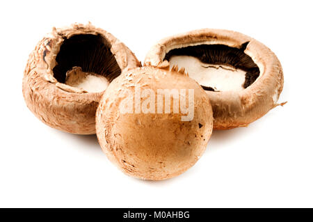 Champignons Portobello sur fond blanc Banque D'Images