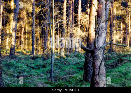 Forêt près de Moray en Écosse Elgin Banque D'Images