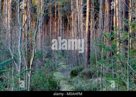 Forêt près de Moray en Écosse Elgin Banque D'Images