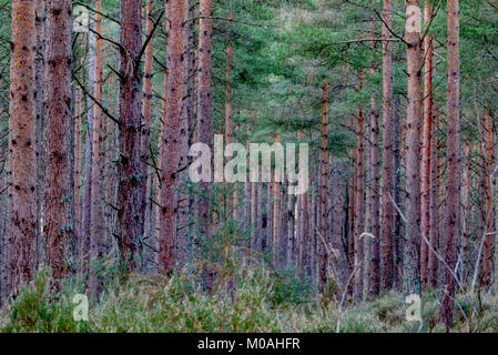 Forêt près de Moray en Écosse Elgin Banque D'Images