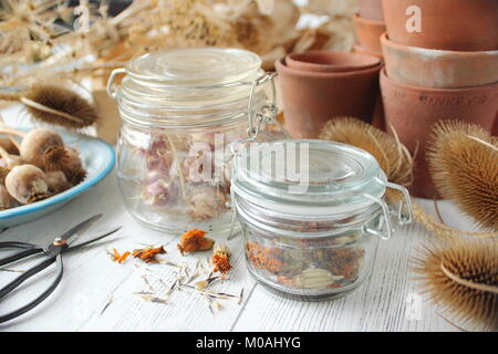 L'enregistrement et le stockage des graines de fleurs séchées provenant d'un jardin anglais, y compris le souci, nigella, Allium, de pavot et de chardons, en bocal de verre hermétique Banque D'Images